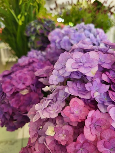 Sommerblumen Hannover